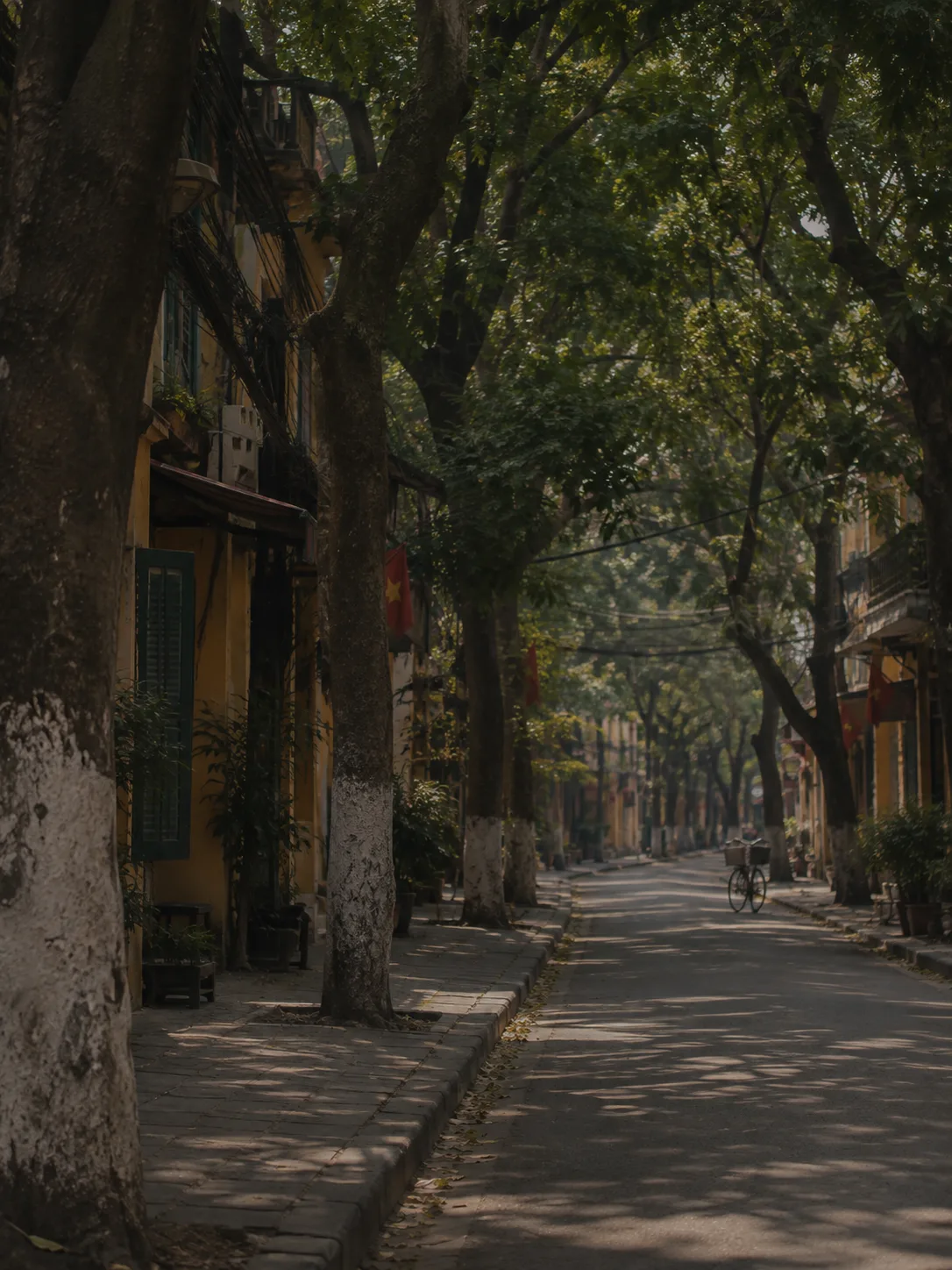 Une rue arborée du vieux quartier